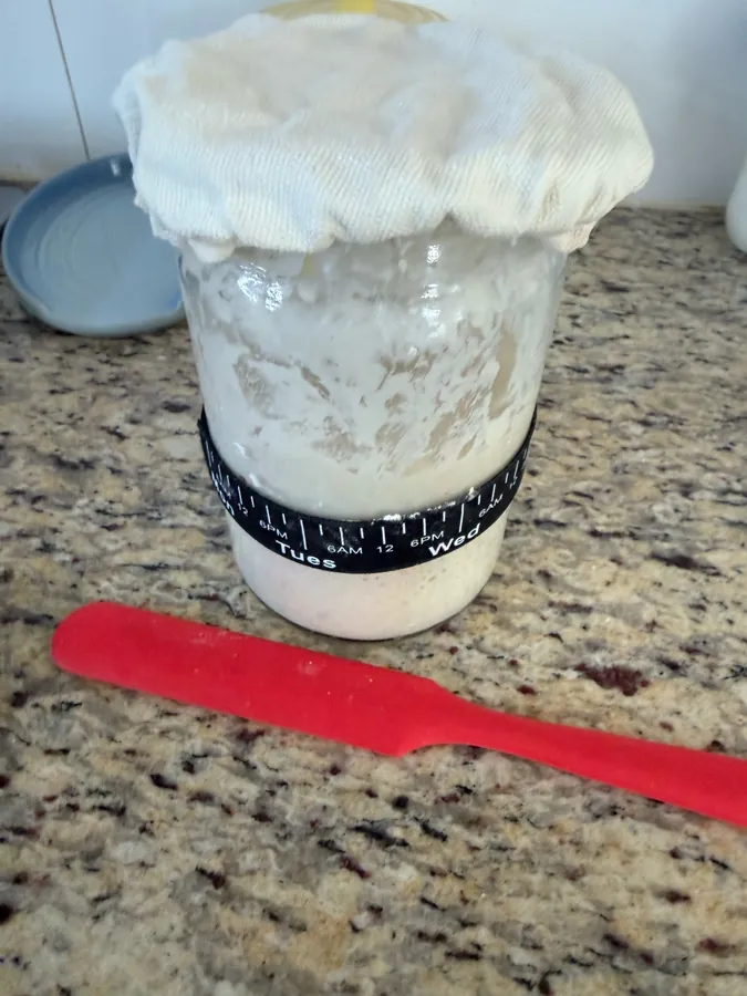Sourdough starter risen over the rim of the graduated glass jar, cloth cover pushed up, red spatula on the counter
